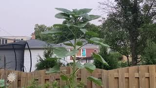 Sunflower Madness and Quick Garden Tour