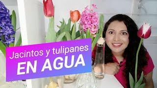 Guía completa para tener JACINTOS Y TULIPANES EN AGUA. Cómo tener flores de bulbos paso a paso