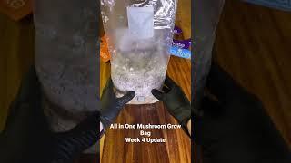 All in One Mushroom Grow Bag Week 4 Update (FRUITING TIME!) #mushroom