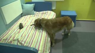 ROYVON DOG HOTEL - Merthyr Tydfil South Wales | Cardiff