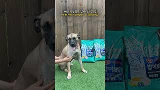 Bulking up a skinny yellow dog #Harim Pet Food #Bob is a health food #Dog food #Feed