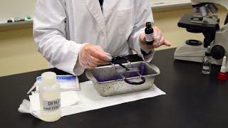 How to Perform a Simple Stain - MCCC Microbiology