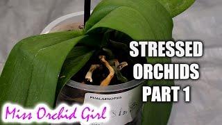 Rejuvenating stressed Orchids Part 1 - Limp, leathery leaves