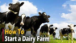 How to Start a Dairy Farm