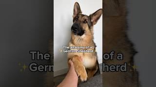 Is your dog like this too?  #dog #gsd Audio - @bearsworld_gsd