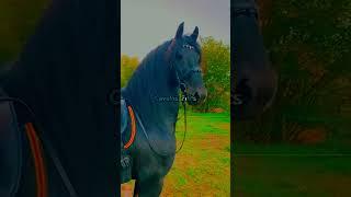 Edit Cavalo Mangalarga Marchador, #vaiprofycaramba #cavalos #foryou