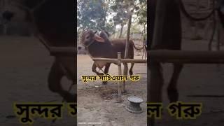 সুন্দর সাহিওয়াল গরু #viralvideo #goruloversofchattga #bull #cow #youtubeshorts