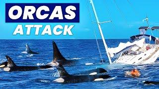 Why Orcas are ATTACKING Human Boats