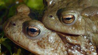 The Surprisingly Violent Mating Ritual of the Common Toad (4K)