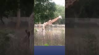 Giraffe - Subscribe my channel