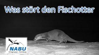 Fischotter in unserem Revier was stört und vertreibt ihn?  Nabu - Homburg