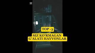 Top 3 siz KO'RMAGAN g'ALATI hayvonlar