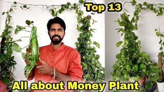 My 13 simple secret to Money Plant, Bushy Money Plant