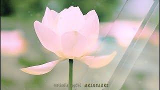 Beautiful Romantic Instrumental Music & Visualizer Lotus