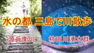 静岡県三島市にある 源兵衛川　柿田川湧水群　＃源兵衛川　＃柿田川湧水群　＃子供とお出かけ　　＃柿田川公園　＃三島