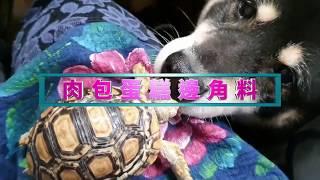 【黑柴】柴犬日常生活~包子蛋糕邊角料5~