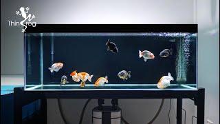 Setting up my NEW GOLDFISH TANK - Part 2 (Adding New Fish) 兰寿金鱼入缸