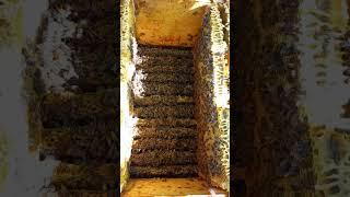 Beekeeping in Ukraine: Honeybees in Original BEEHIVE of Ukrainian Beekeeper Vasily Priyatelenko