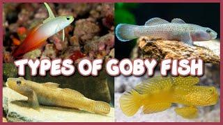 Types of Goby Fish | Both Freshwater & Saltwater Gobies