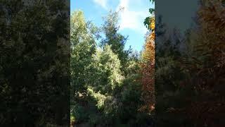 Cupressus chengiana | Wikipedia audio article