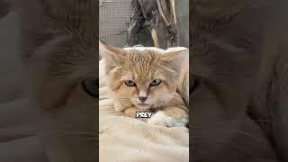 Sand Cat The Adorable Phantom of the Desert #sandcat #desertwildlife #animallovers #wildcats