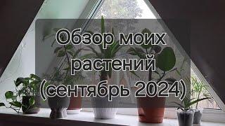 Обзор моих комнатных растений (сентябрь 2024)