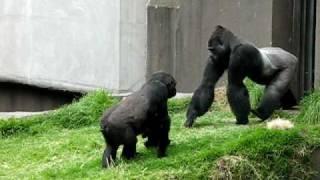 Silverback and baby gorilla san francisco zoo