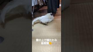 畳の上で横たわる烏骨鶏うこた2023-03-14