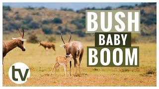 Baby Boom on the Reserve