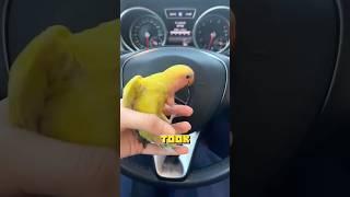 A parrot with a unique skill set. #animals #healing #cute #birds #bird #parrot #pets #love #shorts