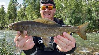 Small Creek Grayling Fishing In Alaska With Spinners! The Easiest Way To Catch Grayling! Joe’s Flies