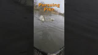 Pike Fishing At The Birch #pikefishing