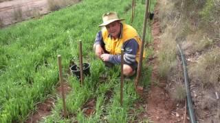 Planting Tagasaste at Baraka to hedge the Southern and Eastern fenclines Sep 16