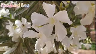 Nerium Oleander | Oleander White [ Farmhand Bans ]