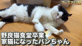 【野良猫保護】野良猫食堂を卒業したパンちゃんがとろけるまで○○してみた！