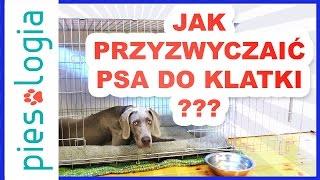 Jak przyzwyczaić psa do klatki?