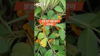 땅콩