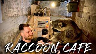 Visiting a Raccoon Cafe in Seoul, South Korea