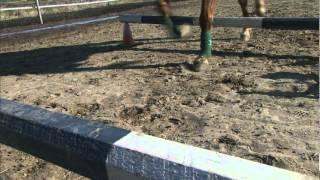 Real to Reel - Full of Grace Farm