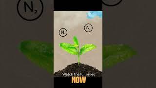 The Discovery of Nitrogen Fixation| How Legumes Changed Agriculture #shortvideo #shorts #short