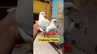 2 Kabutar Pakda #shorts #youtubeshorts #pigeon #kabutar #bazi #faisalabad #faisalabadpigeon