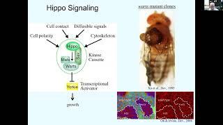 Biomechanical regulation of organ growth, Ken Irvine, Rutgers University, February 26, 2021