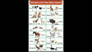 Animals and their baby names #animals #animalbaby #education