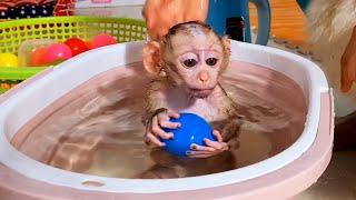 Sự kiện trực tiếp của Nudo Monkey