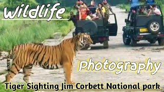 Jim Corbett National Park | Tiger Sighting | Gypsy Safari | Jungle Safari | Wildlife Photography