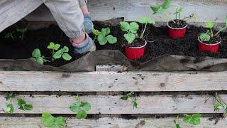 How to Plant a Strawberry Pallet Planter