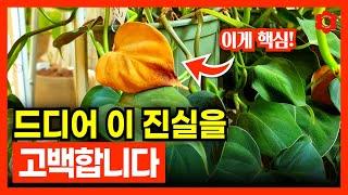 [식물을 키우면 좋은점 20가지]ㅣ️실제경험 주의️ 처음으로 진심을 고백합니다