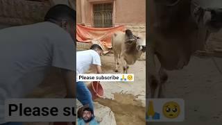 |abduvlog Abdullah Mini vlog abduvlog Abdullah #cow #balaghal #cowpalace