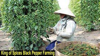 Black Pepper Farming - How to Start a Business Ground Pepper Farm - King of Spices