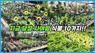 지금 당장 꼭 구입해야 하는 식물 TOP10!! 남사 꽃시장 투어!!